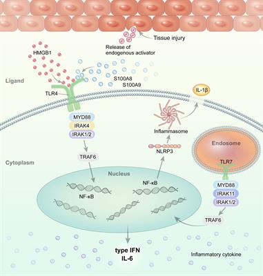 Roles of Interactions Between Toll-Like Receptors and Their Endogenous Ligands in the Pathogenesis of Systemic Juvenile Idiopathic Arthritis and Adult-Onset Still’s Disease